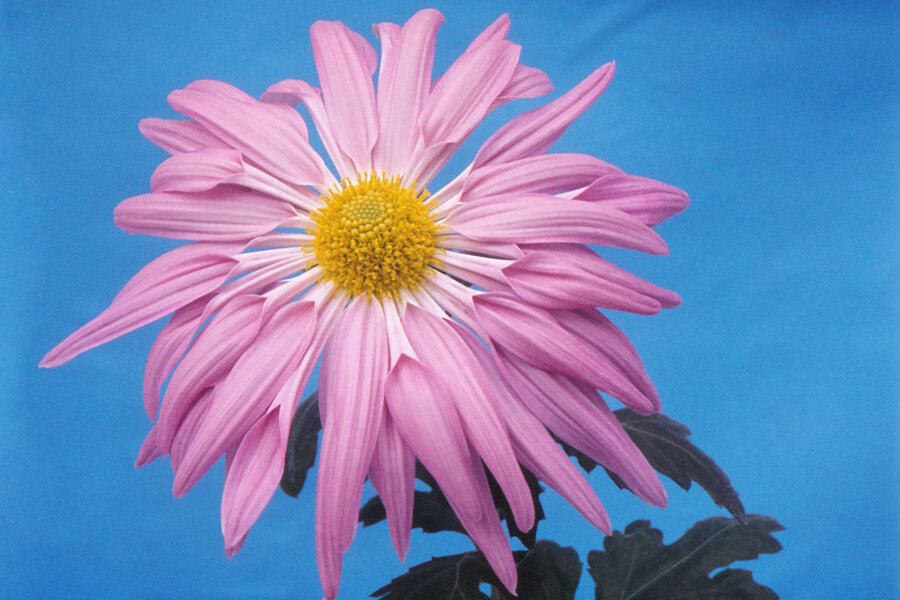 Šlapanická chryzantéma, autorská fotografie Jana Dvořáka